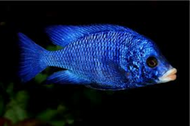 Mdoka Whitelip Cichlid 10cm