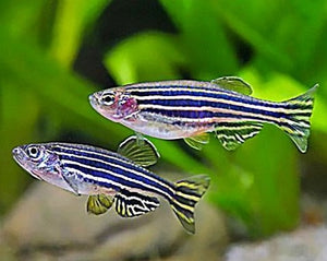 Zebra Danio