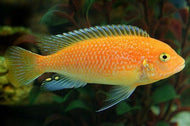 Zebra Cichlid Pulu Point Red
