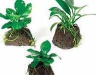 Anubias on Fighter Rock