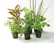 Assorted Hydroponics