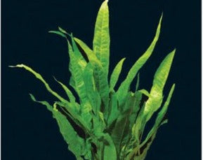 Large Bare Root Java Fern – Melbourne Tropical Fish