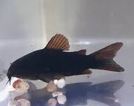 Black Cory