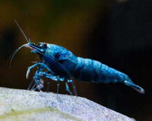 Blue Bolt Shrimp