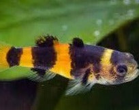 Load image into Gallery viewer, Bumble Bee Goby
