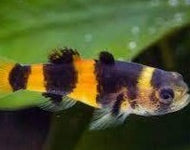 Bumble Bee Goby