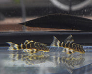 L015 Candy Stripe Catfish