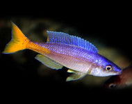 Cyprichromis Utinta