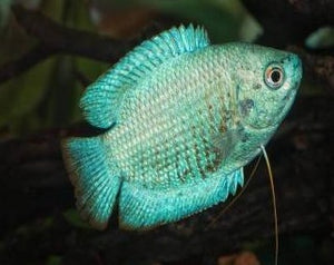 Male Dwarf Coral Blue Gourami