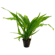 Microsorium Pots