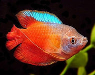 Dwarf Flame Red Gourami