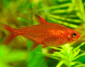 Fire Ember Tetra