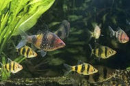 Black Ruby Barb