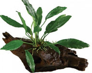Anubias Driftwood