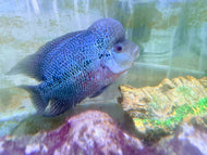Flowerhorn Adult
