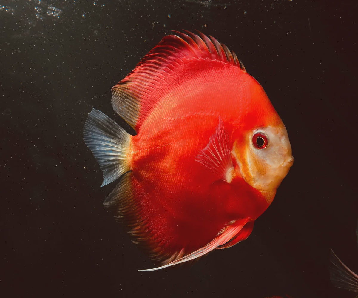Fuji Red Discus – Melbourne Tropical Fish