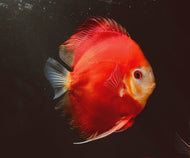 Fuji Red Discus