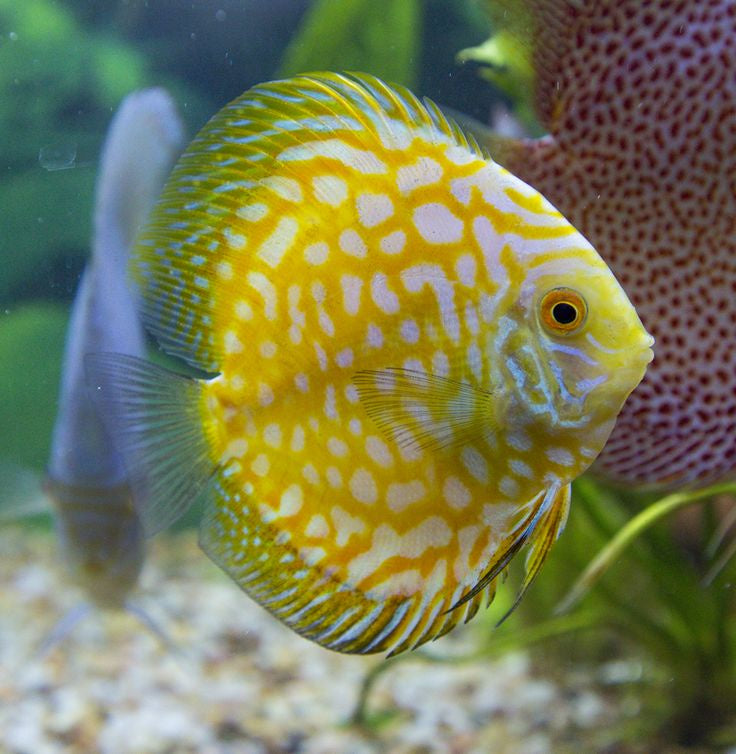 Golden Yellow Checkerboard Discus