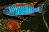 Labeotropheus Trevassea