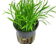 lilaeopsis pot