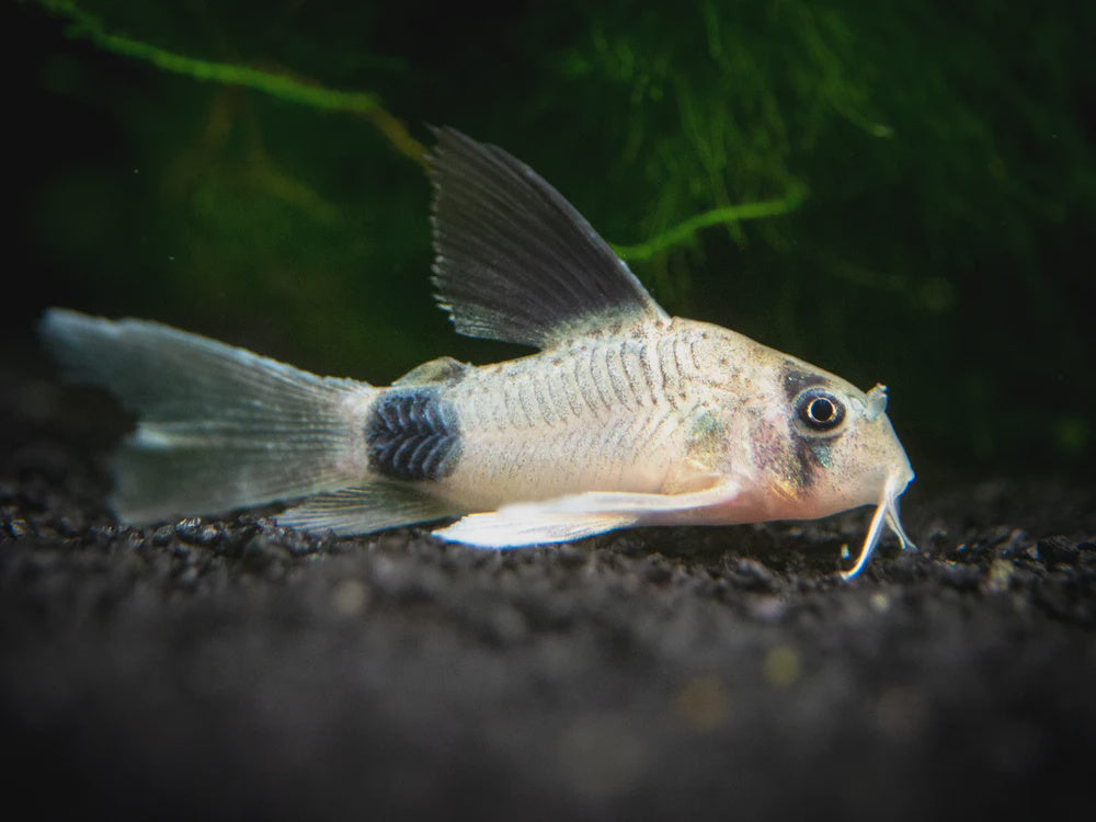 Panda Cory Longfin