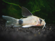 Panda Cory Longfin