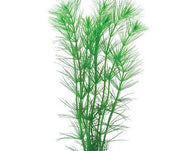 Pine Needle