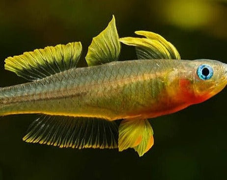 Pseudomugil furcatus
