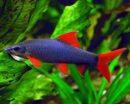 Rainbow Shark