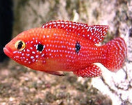 Red Forrest Jewel Cichlid