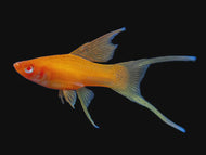 red lyretail swordtail