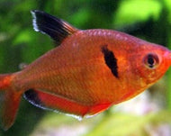 Red Phantom Tetra