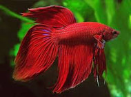 Betta Male