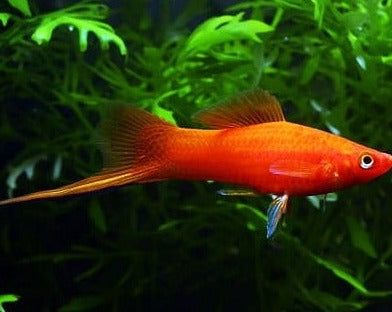 Red Swordtail Male