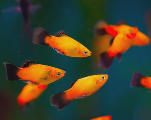 Assorted Platy  Special 10 for $35