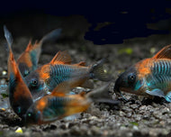 Orange Venezuelan Cory Catfish