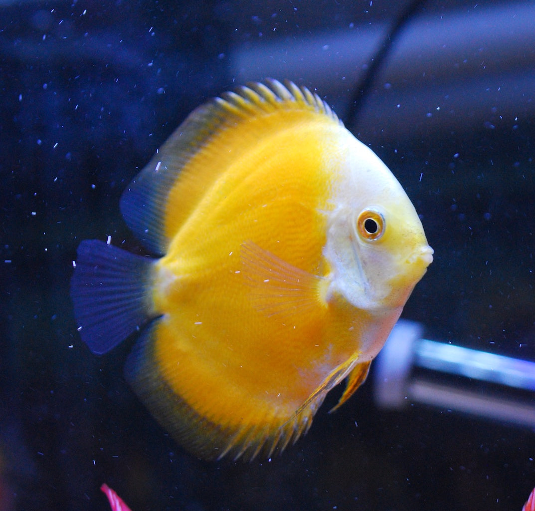 Yellow Melon Discus